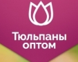 ТЮЛЬПАНЫ ОПТОМ