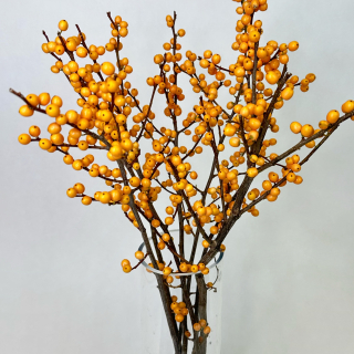 Сейчас сезон невероятного Илекса!