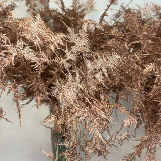 🤍Asparagus setaceus🤍