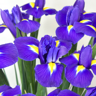 Ирисы в наличии