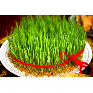 Пророщенный овёс — отличное символическое украшение стола в год Лошади.